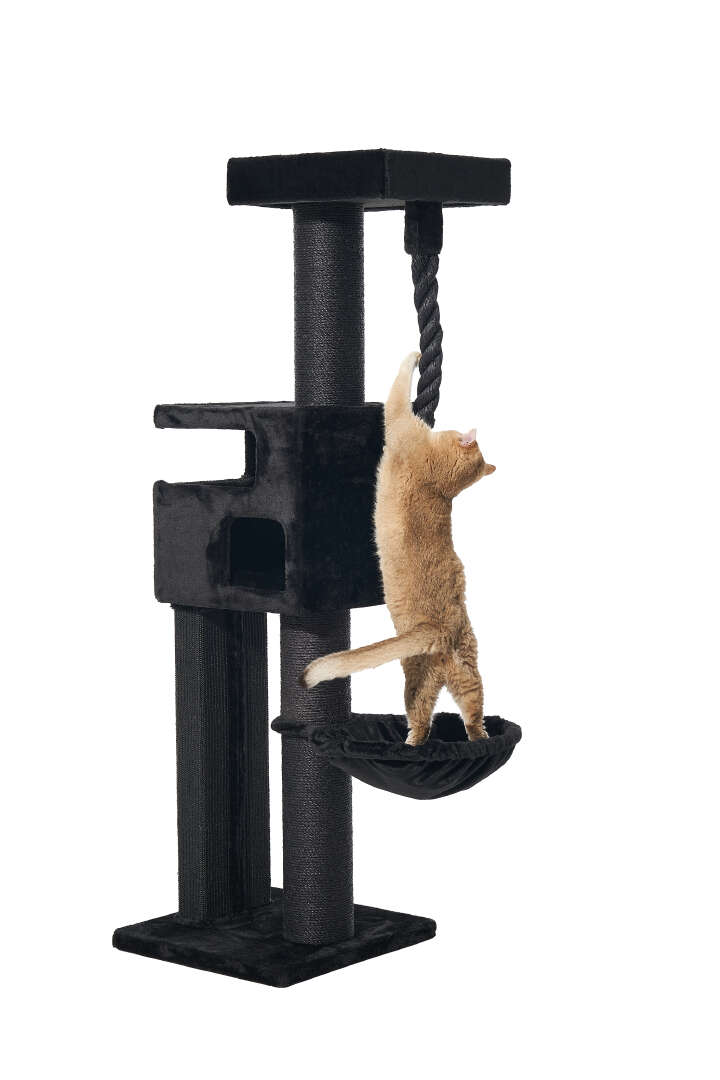 Nobby Kratzbaum Yoan